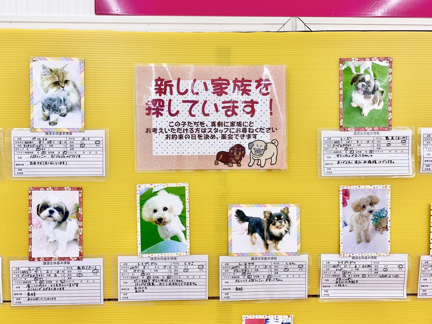 里親募集中🐣💭  札幌トリミング キューティードッグ